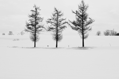 Excursion à Furano et Biei : À la découverte des champs vibrants d&#039;Hokkaido