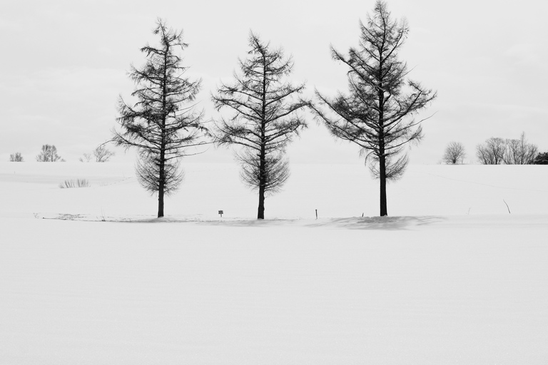 Excursion à Furano et Biei : À la découverte des champs vibrants d&#039;Hokkaido