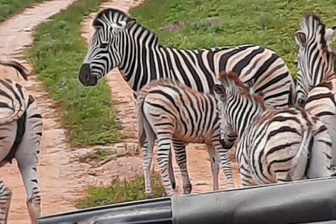 Vanuit Johannesburg: 6-daagse luxe Kruger Park safari