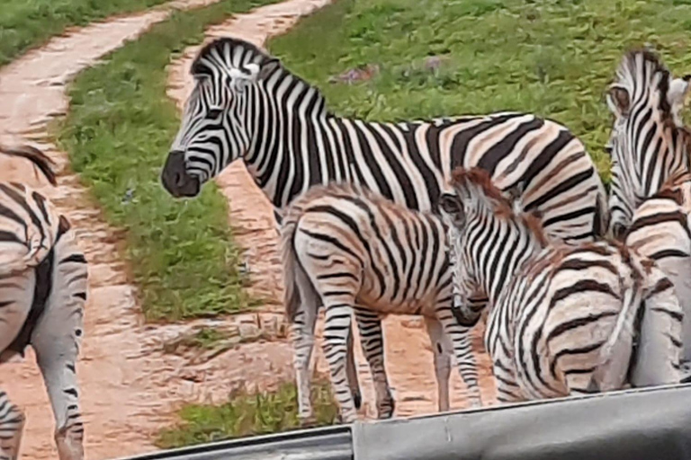 Vanuit Johannesburg: 6-daagse luxe Kruger Park safari