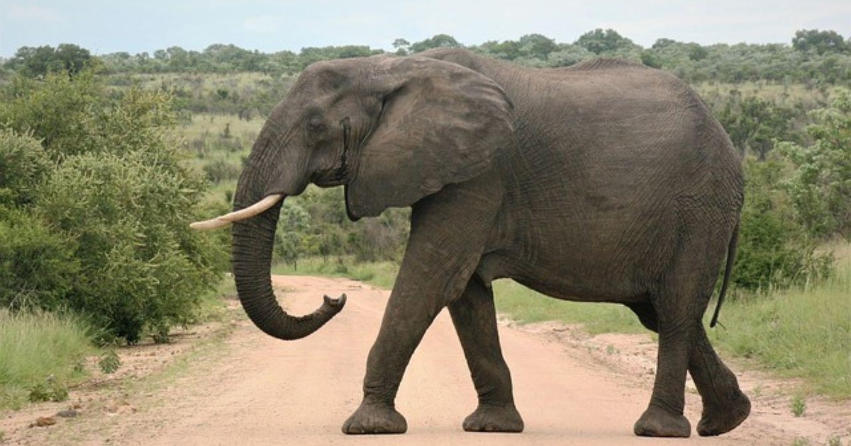 Pilanesberg National Park 2 Days Getyourguide 