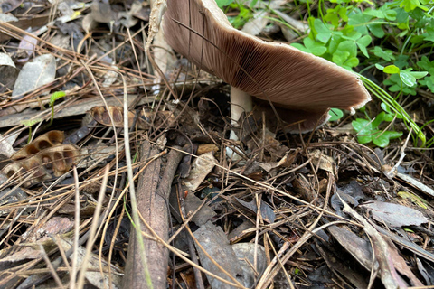 Gran Canaria: excursie naar de Barranco de los CernícalosGran Canaria: trip naar de Barranco de los Cernícalos
