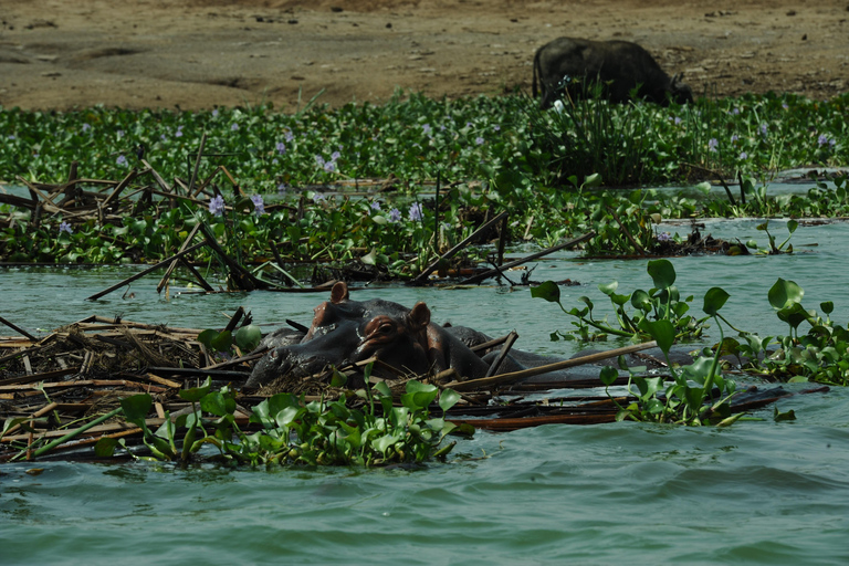 Kampala: 2-Day Murchison Falls Safari with Rhino Trek