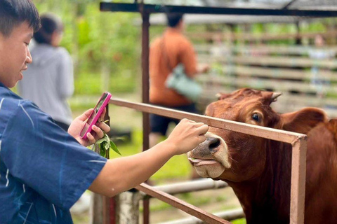 Penang: Balik Pulau Batik Painting &amp; Mini Zoo Petting