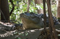 tour palo verde safari - Hizvo