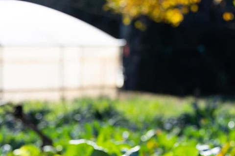 Tirana: Communist History, Culture, and Food Tour Spanish speaking private group