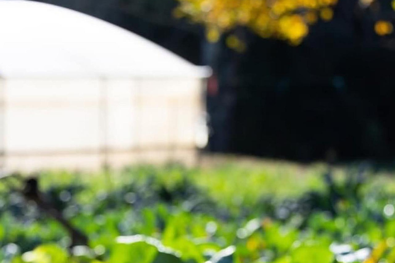 Tirana: Communist History, Culture, and Food Tour Spanish speaking private group