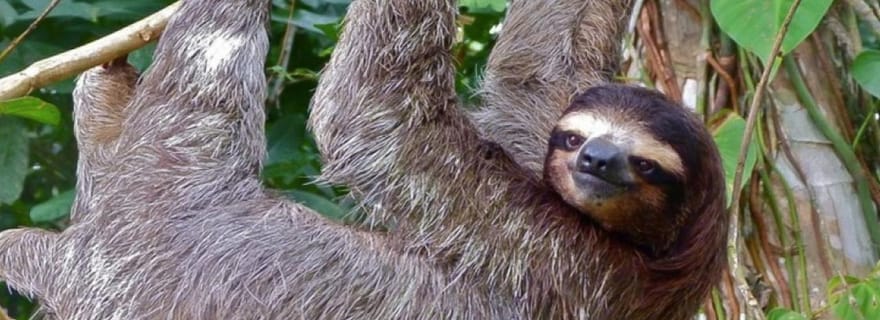 Réserve naturelle du volcan Mombacho