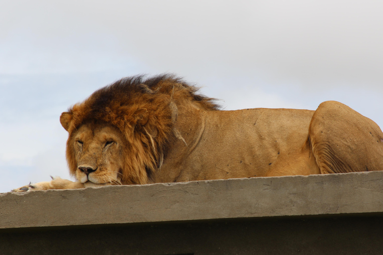 3-tägige Safari-Reise in die Wildnis