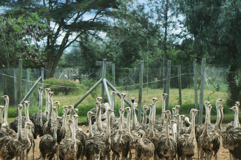 Nairobi: Ostrich Riding Experience