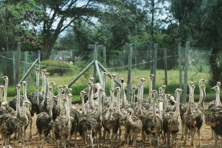 Nairobi: Ostrich Riding Experience