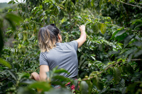 Medellín: Comuna 8 Transformation & Urban Coffee Farm Tour
