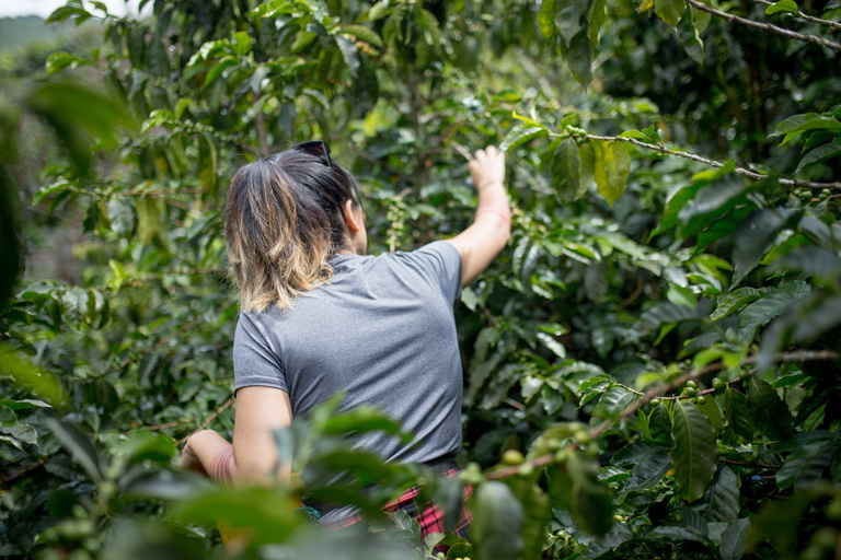 Medellín: Comuna 8 Transformation & Urban Coffee Farm Tour