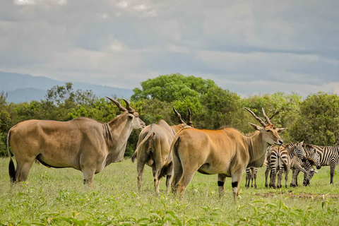 Safári de luxo de 3 dias na Ol Pejeta Conservancy em jipe 4x4Safári de 3 dias na Ol Pejeta Conservancy