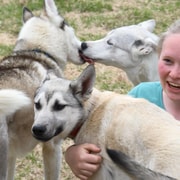 Ivalo : Thé en soirée avec les huskies et visite de la ferme