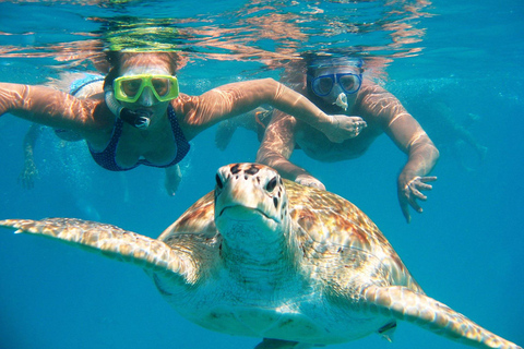 From Tumbes/Zorritos: Whale Watching & Sea Turtle Swim Tour