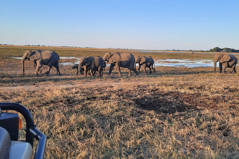 Des chutes Victoria au parc national de Chobe : 1 jour d'aventure safari