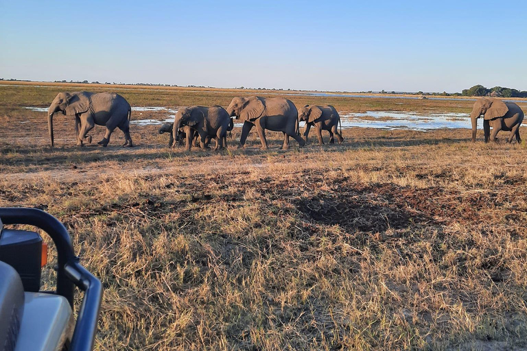 Des chutes Victoria au parc national de Chobe : 1 jour d'aventure safari