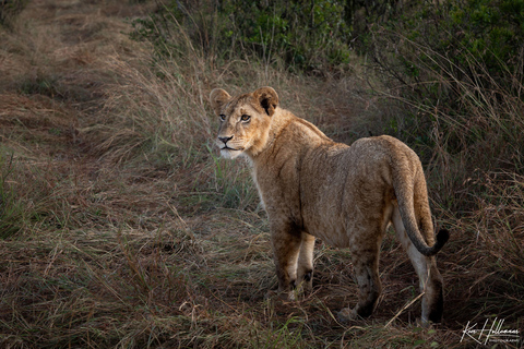 Nairobi: Safari de 3 dias em Maasai Mara com alojamento.AW