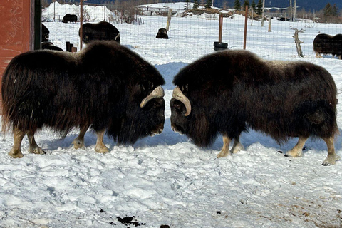 Anchorage: Wildlife Conservation Center & Portage Valley