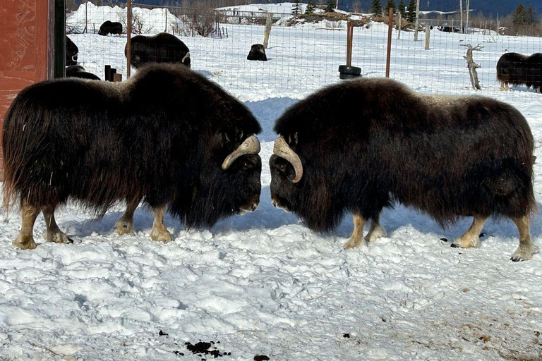 Anchorage: Wildlife Conservation Center & Portage Valley