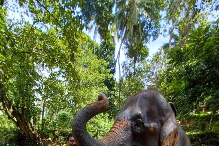 Colombo Flughafen (CMB) nach Kandy Stadt PrivattransferTransfer im klimatisierten Mini-Auto