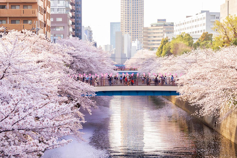 Cherry Blossom Seasonal Special: Classic Tokyo Day Tour Includes beef set meal