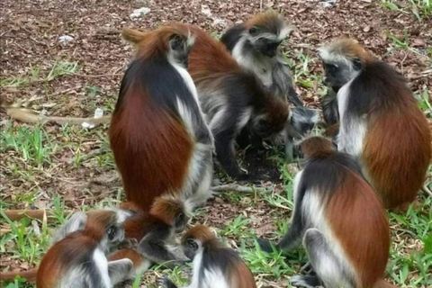 Zanzibar: Jozani-skogen, kryddgård, privat tur i Stenstaden