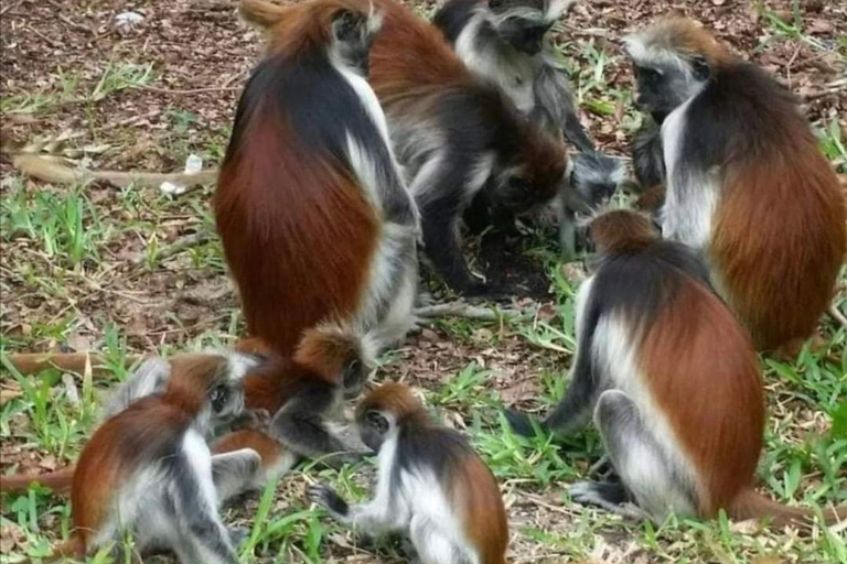 Zanzibar: Jozani-skogen, kryddgård, privat tur i Stenstaden