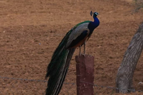 Jodhpur Kamelsafari & Übernachtung in der Wüste