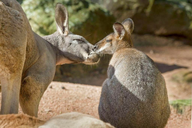 Sydney: Ticket für den Taronga Zoo