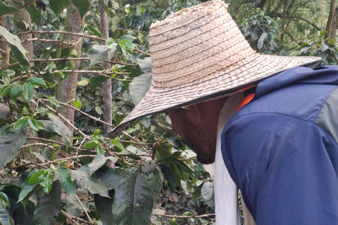 Bogotà: tour privato di un giorno alla collina di Monserrate e alla piantagione di caffèBogotà: tour privato di un giorno al Monte Monserrate e alla piantagione di caffè