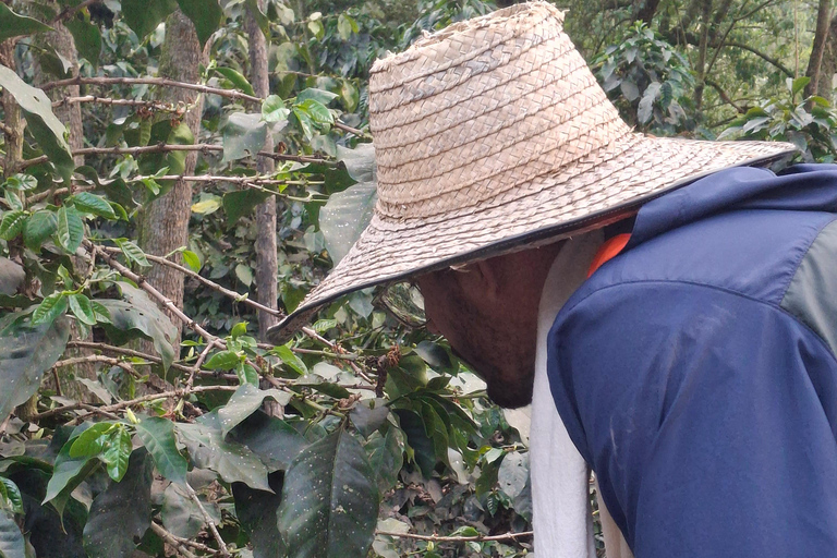 Bogotà: tour privato di un giorno alla collina di Monserrate e alla piantagione di caffèBogotà: tour privato di un giorno al Monte Monserrate e alla piantagione di caffè