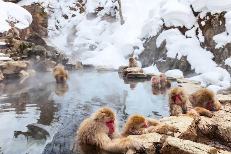 Nagano: Snow Monkeys, Zenko-ji Temple, and Lake Nojiri Tour