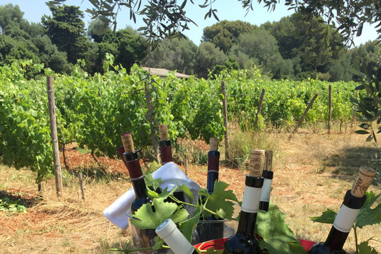 Cannes Boat Trip St-Honorat's 1600-Year Abbey Cannes Boat Trip St-Honorat's 1600-Year Abbey & Wine Tasting