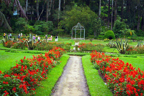 Królewskie ogrody botaniczne Kandy Peradeniya Tuk Sri LankaWycieczka po Królewskich Ogrodach Botanicznych Tuk Tukiem {kierowca - Tharanga}