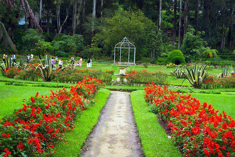 Królewskie ogrody botaniczne Kandy Peradeniya Tuk Sri LankaWycieczka po Królewskich Ogrodach Botanicznych Tuk Tukiem {kierowca - Tharanga}