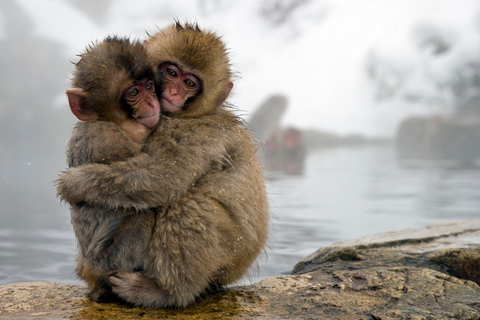 Från Tokyo: Nagano, Zenkoji Temple, Snow Monkeys Dagsutflykt.