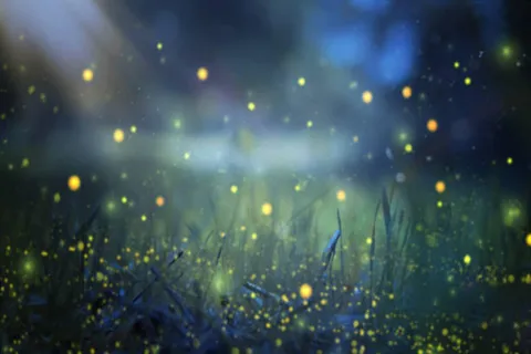 From Bali: Night Fireflies Tour & Balinese cultures insights