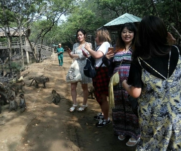 EXCURSÃO EM GRUPO AO MANGUEZAL DE CAN GIO - ILHA DOS MACACOS DIA INTEIRO