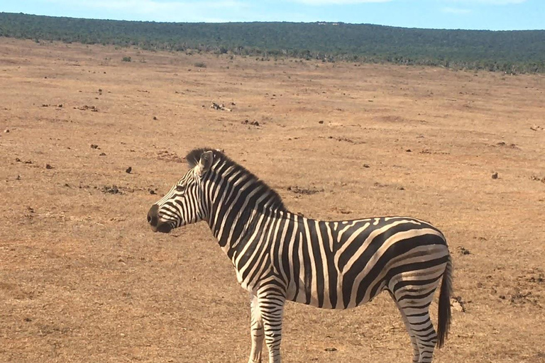 2 jours de safari de luxe dans le parc national de Pilanesberg