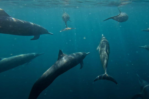 Puerto Escondido: The Best Dolphin Watching Adventure PUERTO ESCONDIDO BEST DOLPHIN WATCHING ADVENTURE