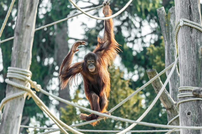 Vienna: Skip-the-line Tickets for Schönbrunn Zoo