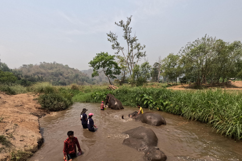 Giornata intera con CHIANGMAI ELEPHANT CARE e cascata Sticky