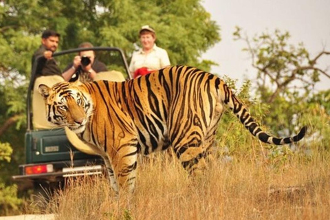 From Delhi: 4-Day Golden Triangle & Ranthambore Tiger Safari Tour with 5-Star Hotels