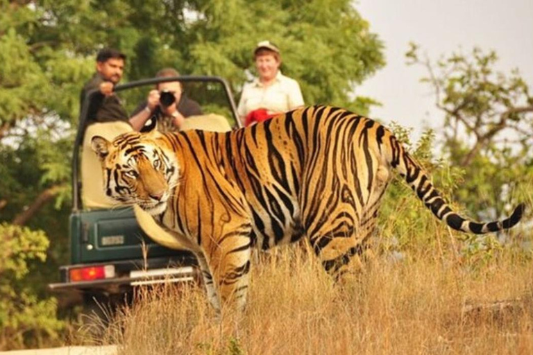 From Delhi: 4-Day Golden Triangle & Ranthambore Tiger Safari Tour with 5-Star Hotels