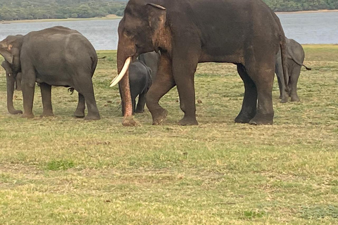 Colombo-Negombo : Excursão de 1 dia às grutas de Sigiriya e Dambulla