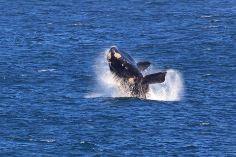 Observation des baleines à Hermanus Visite d'une jounée, au départ du Cap