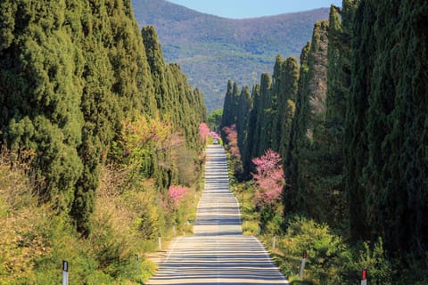 Private Luxury Bolgheri Wine Tour