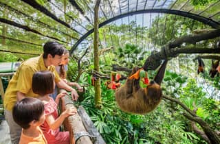Frühstück im Zoo von Singapur mit Orang-Utans, Führung und Transfer